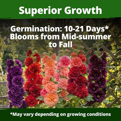 HOME GROWN Hollyhock Chaters Double Mix 2,400 Seeds – Holly Hocks Seeds for Planting Spring 2026, Double Flower Hollyhock Seeds, Flower Seeds Perennial Outdoor Garden (Alcea rosea)